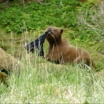 Bear&JacketA1