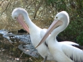 p1000859_crop