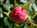 p1070068_crop